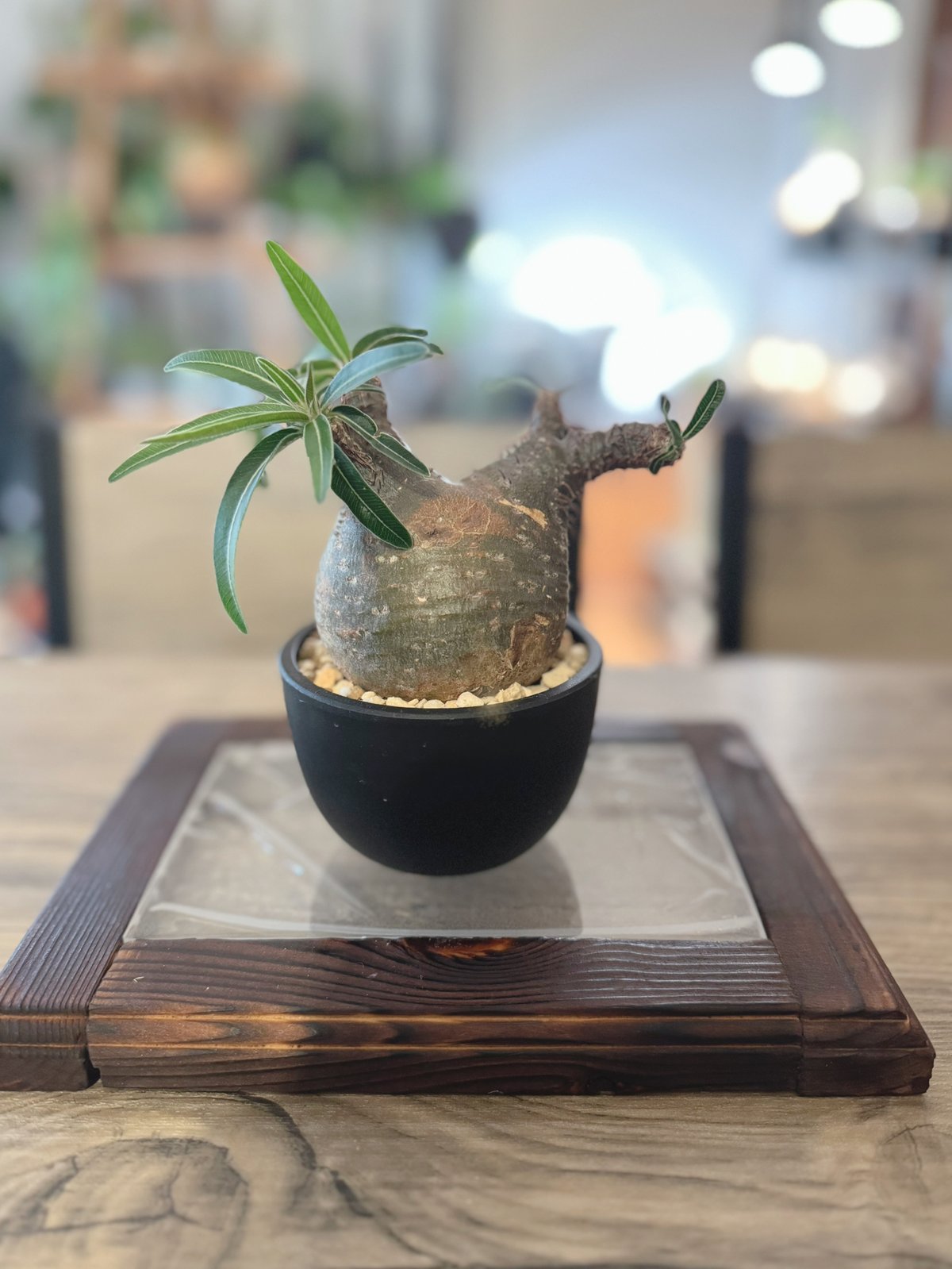 パキポディウムグラキリス　大小セット 発根済み】パキポディウム グラキリスセット 良形