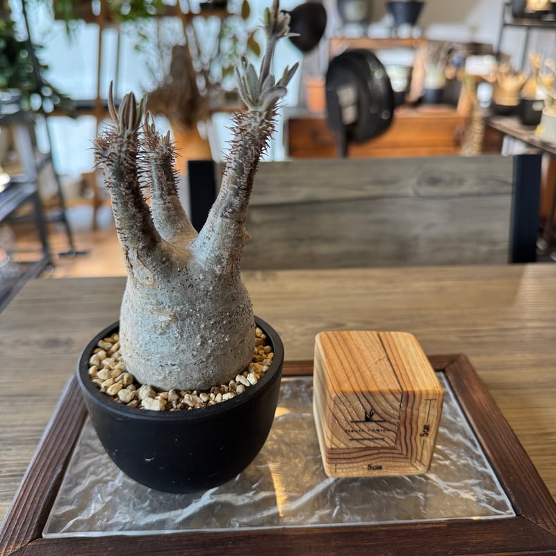 発根済 パキポディウムグラキリス | plants TORICO