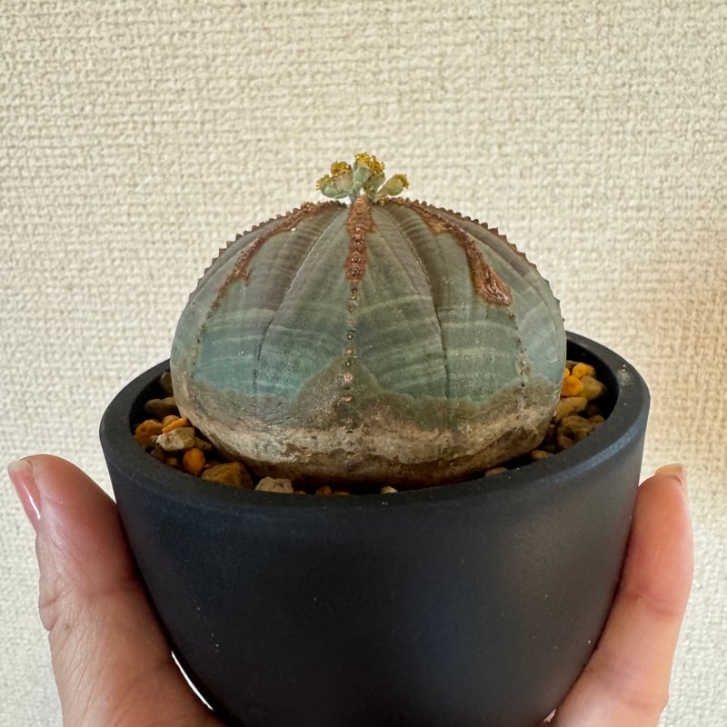 ユーフォルビア　オベサ ユーフォルビアオベサ | plants TORICO