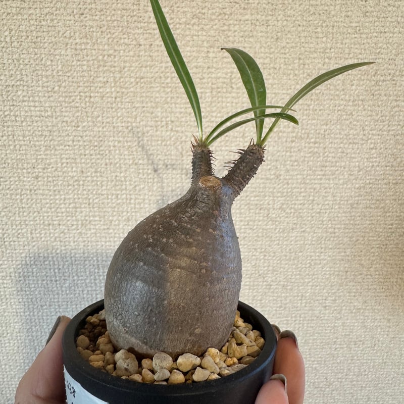 発根済 パキポディウムグラキリスSサイズ | plants TORICO
