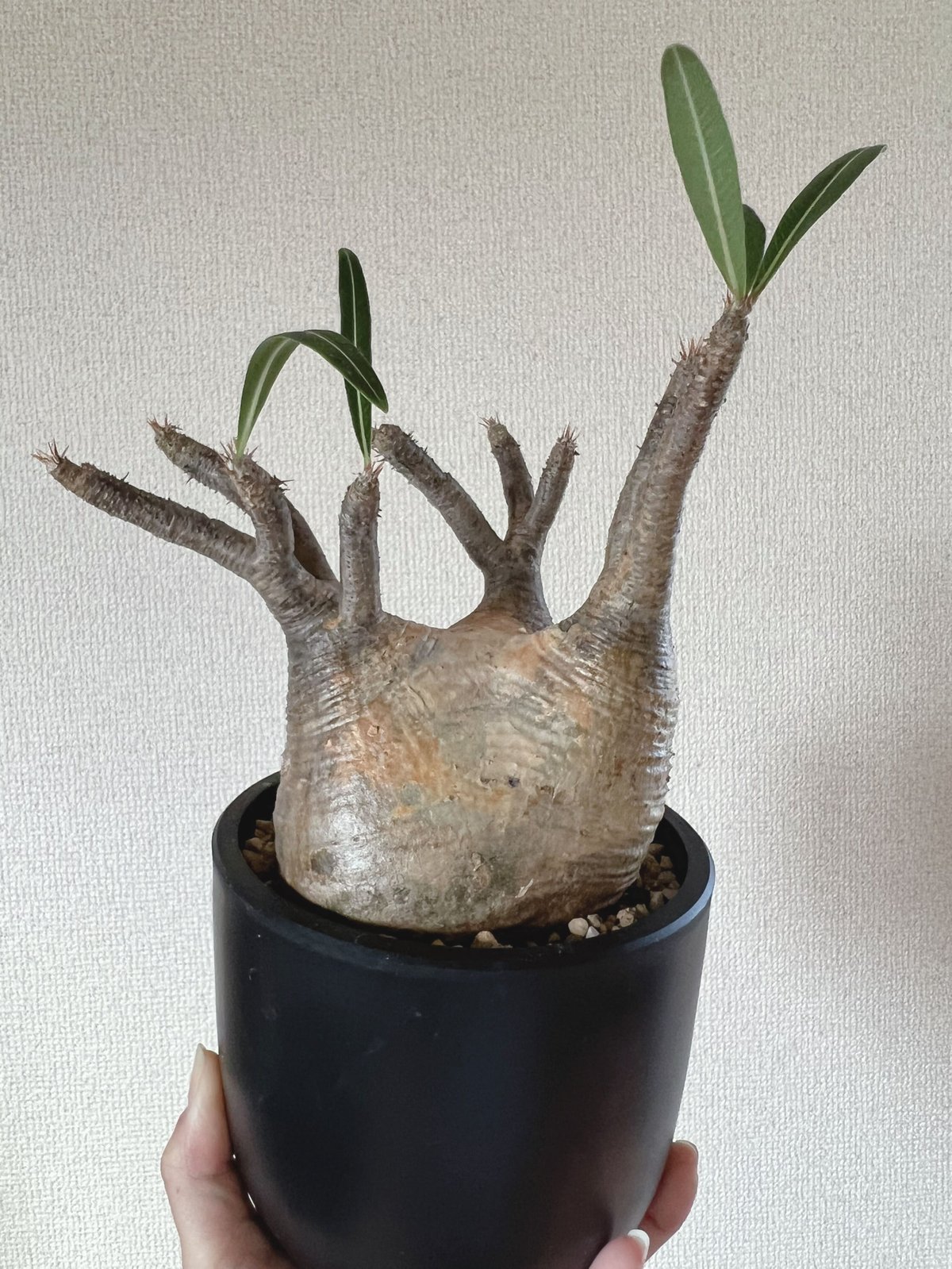 発根済 パキポディウム グラキリス ミニミニグラ - 観葉植物 発根済 パキポディウム グラキリス ミニミニグラ - 観葉植物