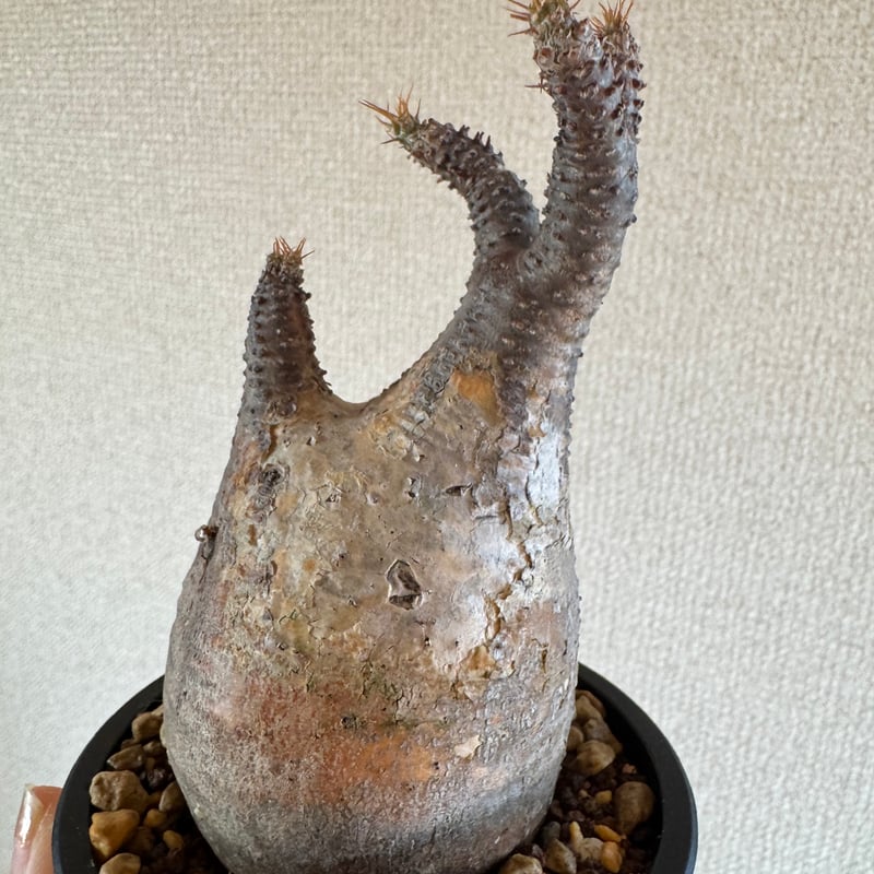 鳥*成様 パキポディウム　グラキリス　発根済 パキポディウム：グラキリス（発根済み株）4号 22-02 の通販