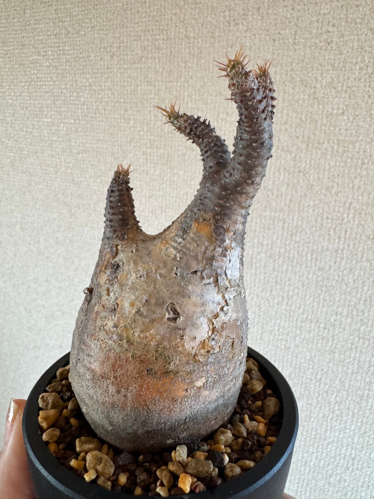 パキポディウム　グラキリス　発根済 発根済】【現地球】パキポディウム グラキリス | BRIDGE GARDEN