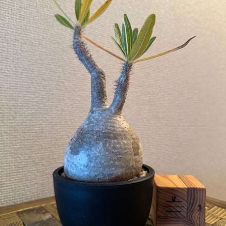 グラキリス | STORES