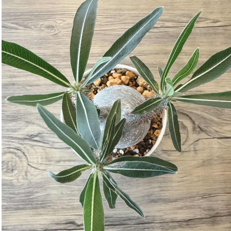 発根済 パキポディウムグラキリス | plants TORICO