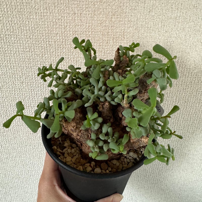 冬型植物 ケラリア ピグマエア | plants TORICO