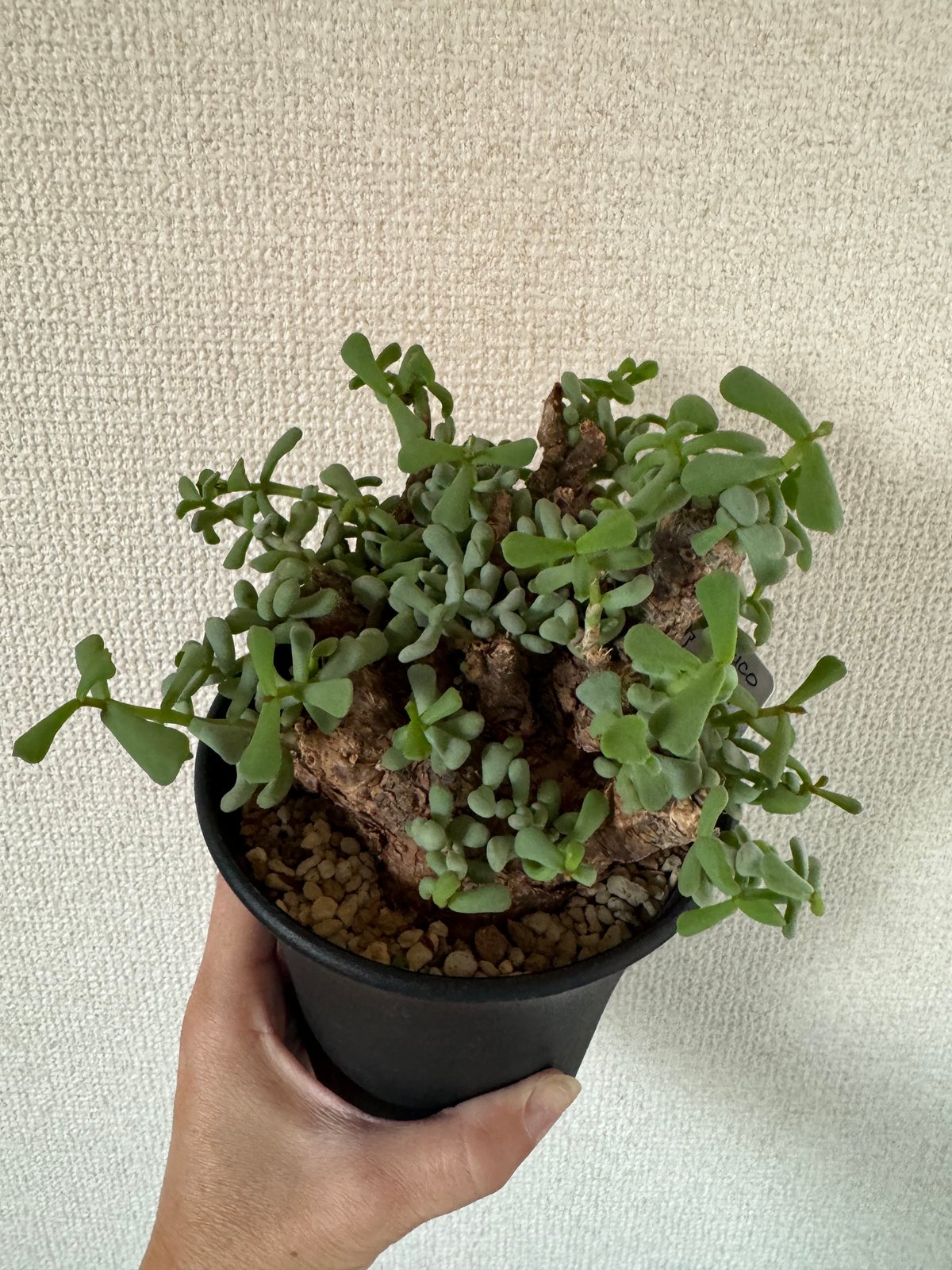 発根済み 良型 ケラリア ピグマエア （検索 冬型塊根 冬型植物 塊根植物 ケラリア・ピグマエア – 念願の冬型塊根との出会い | すごいグリーン