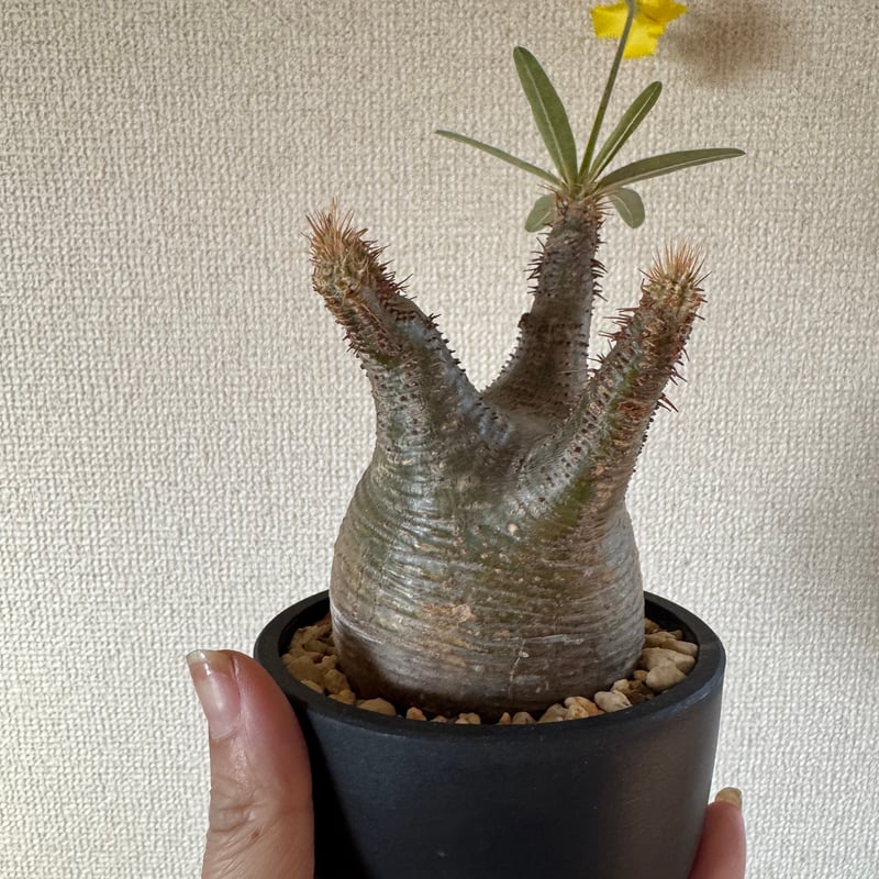 発根済 パキポディウムグラキリス | plants TORICO