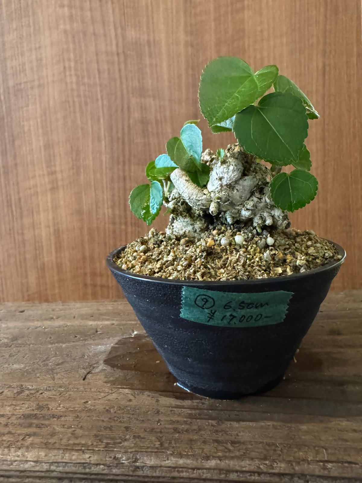 ✨✨✨オオハマボウ【◎良品素材】検/ユウナ/サービス品 オオハマボウ 手乗りサイズ | plants TORICO