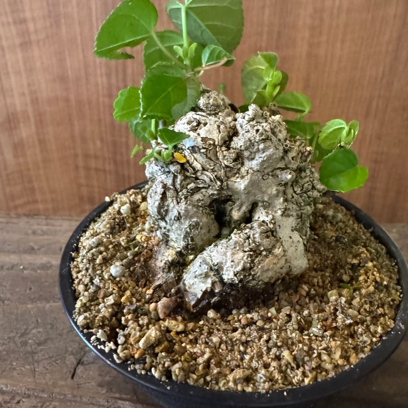 オオハマボウ極太小品盆栽 オオハマボウ 塊根