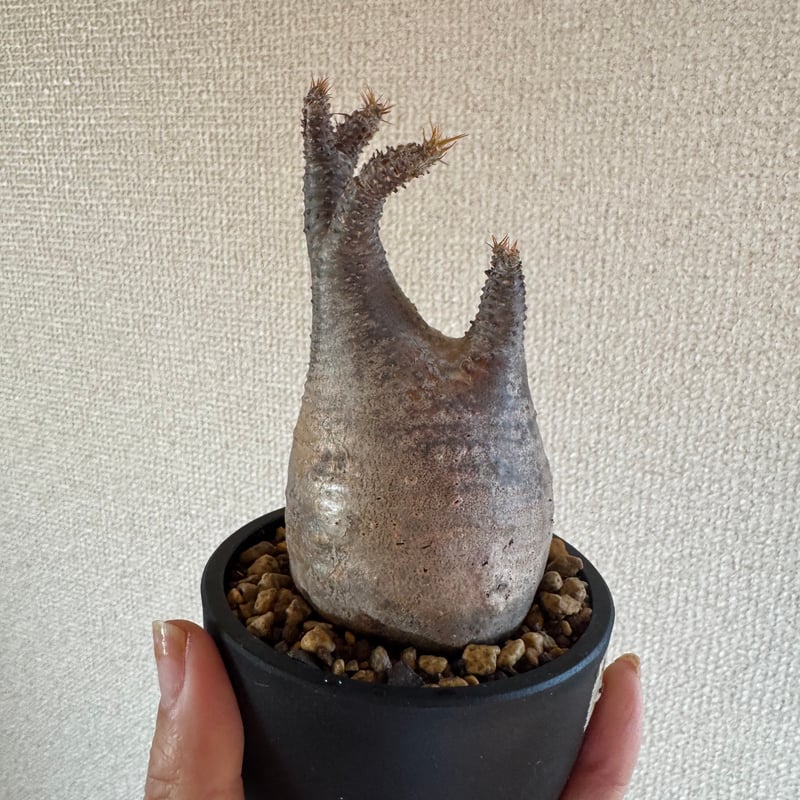 発根済 パキポディウムグラキリス | plants TORICO