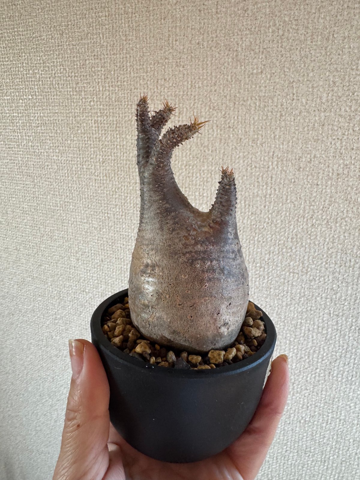 発根済 パキポディウムグラキリス | plants TORICO