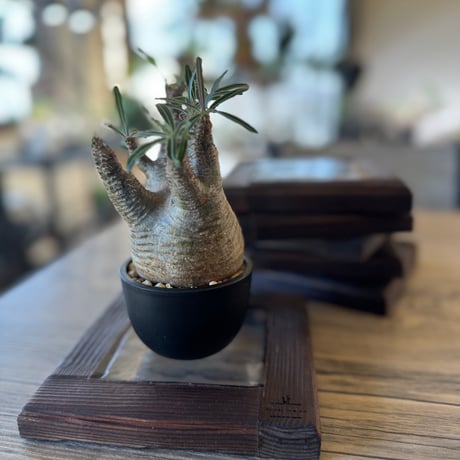 正方形クリアステージ（植物台）