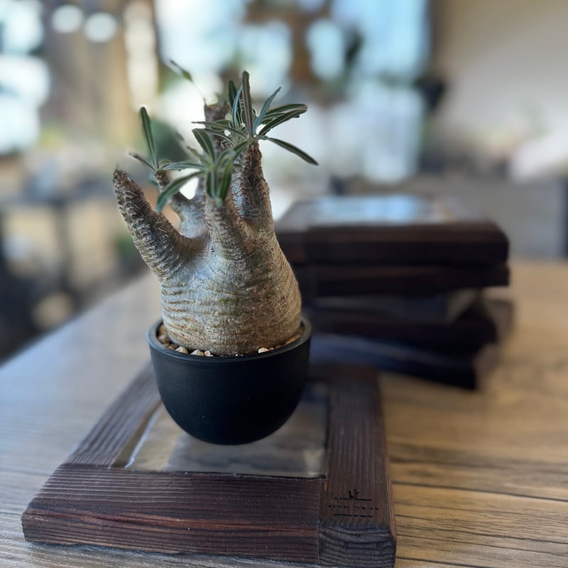 正方形クリアステージ（植物台） | plants TORICO