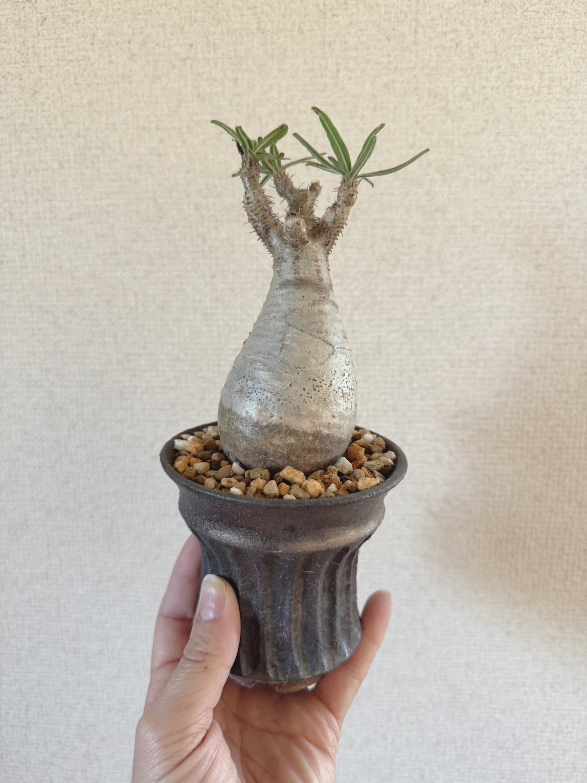 発根済 パキポディウムグラキリス | plants TORICO 発根済 パキポディウムグラキリス | plants TORICO