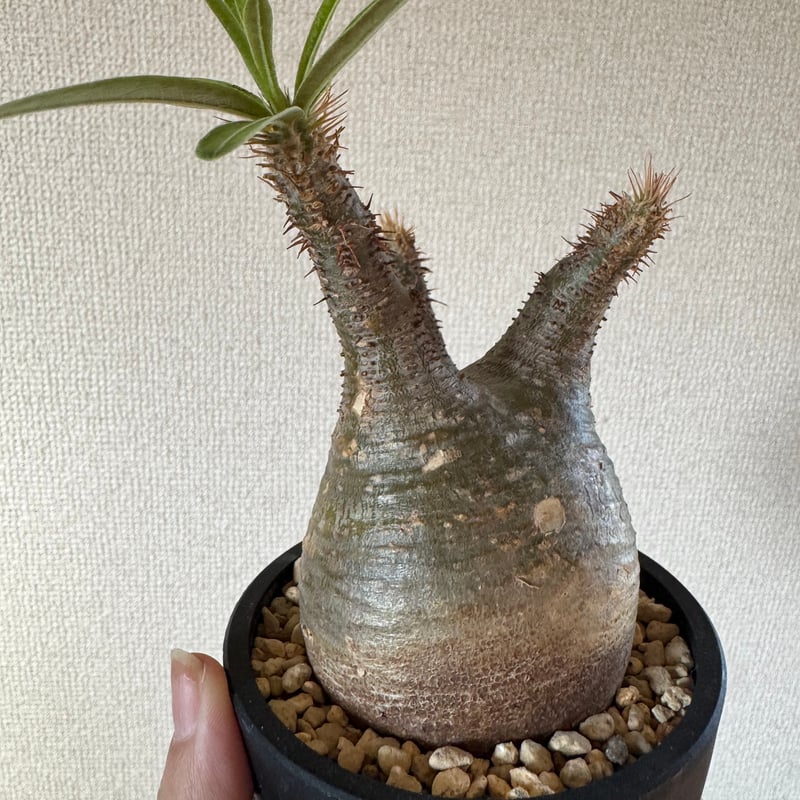 発根済 パキポディウムグラキリス | plants TORICO