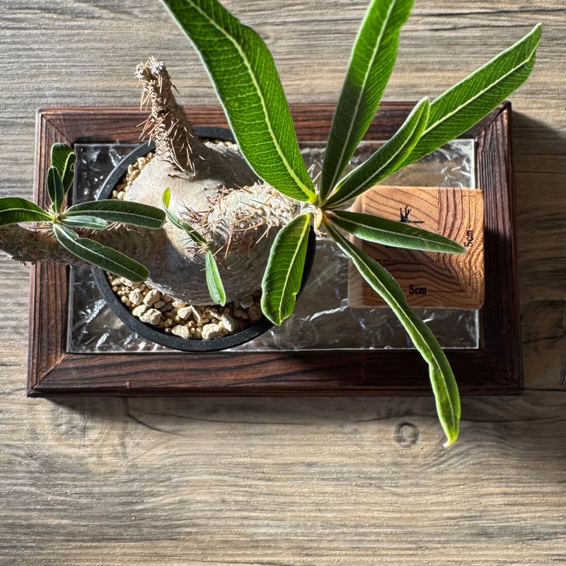 発根済 パキポディウムグラキリス | plants TORICO