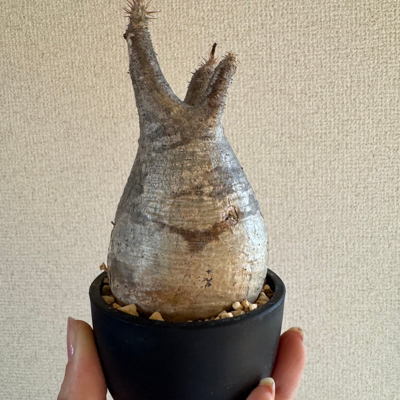 発根済 パキポディウムグラキリス | plants TORICO