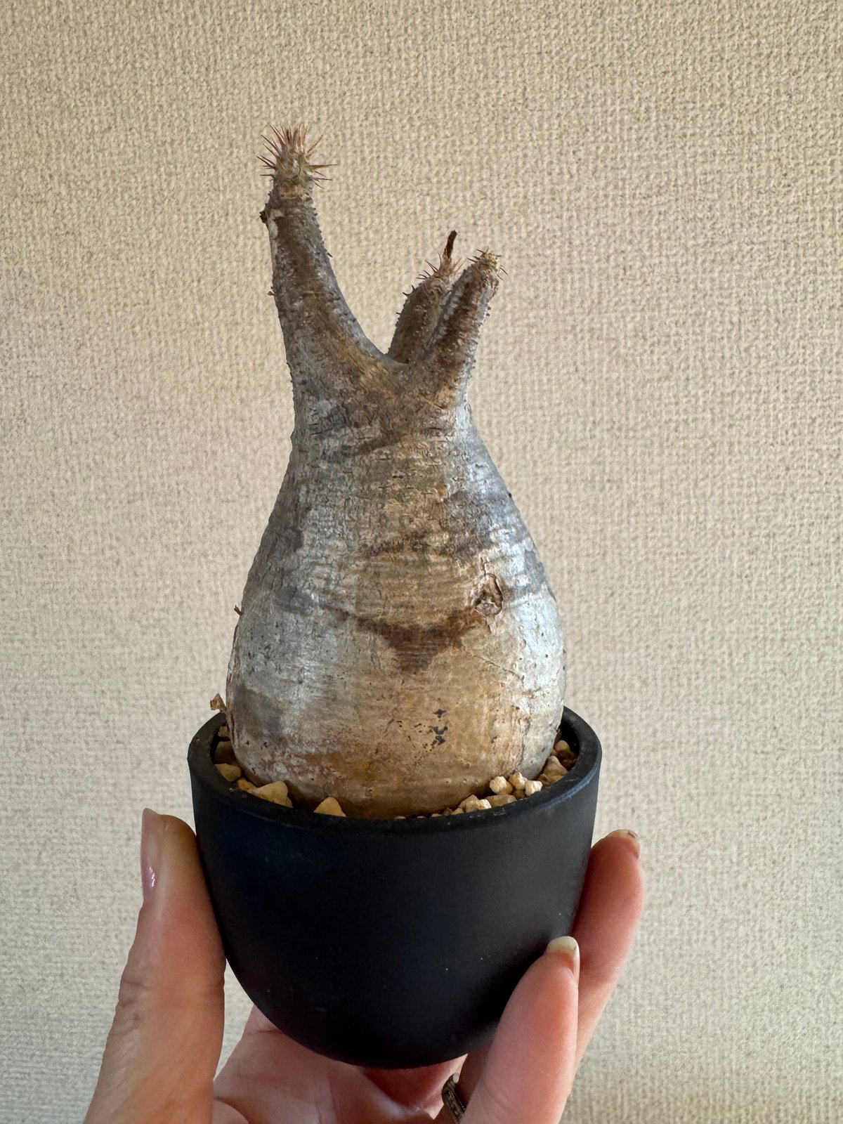 発根済 パキポディウムグラキリス | plants TORICO