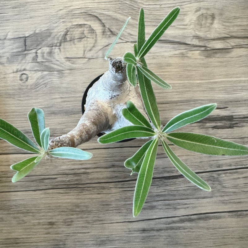 発根済 パキポディウムグラキリス | plants TORICO
