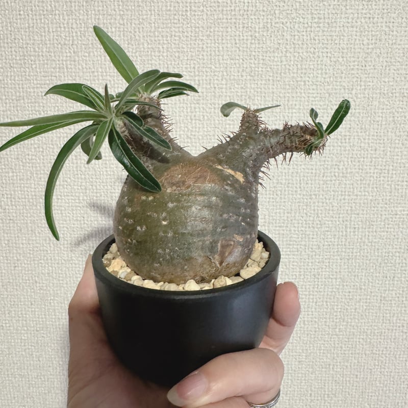 発根済 パキポディウムグラキリス | plants TORICO