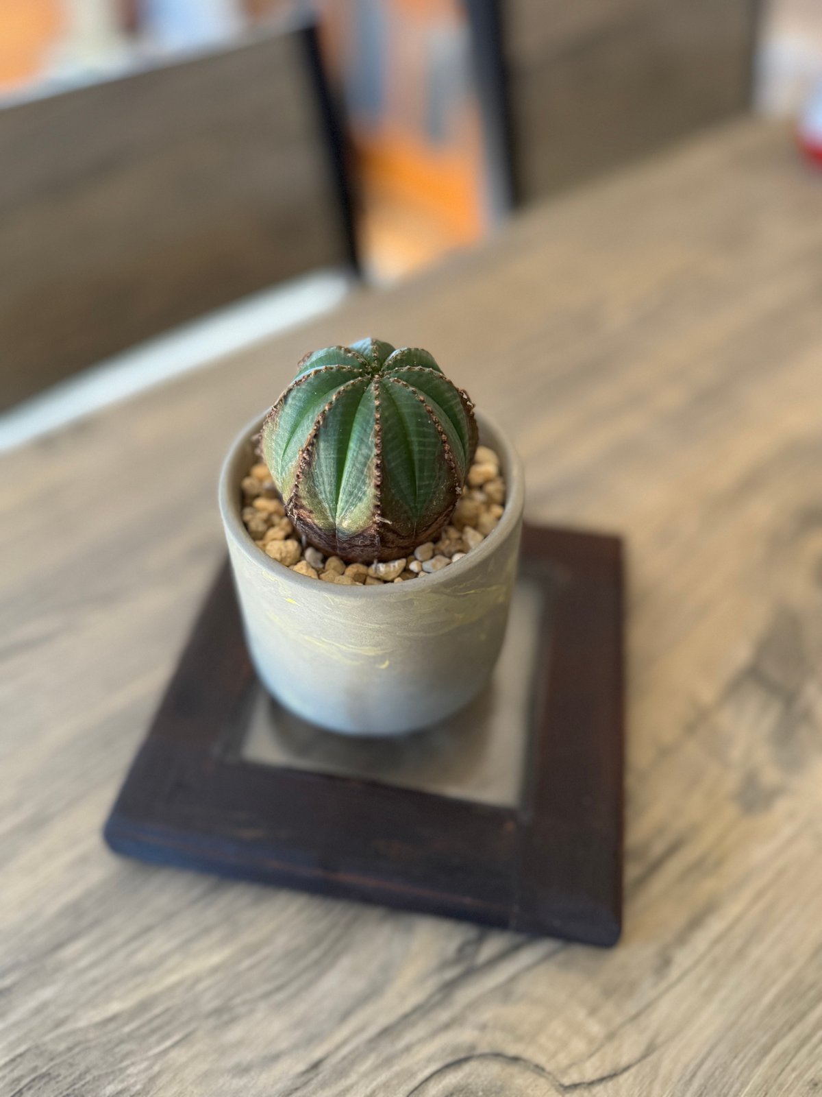 ユーフォルビア オベサ 木質化 | plants TORICO ユーフォルビア オベサ 木質化 | plants TORICO