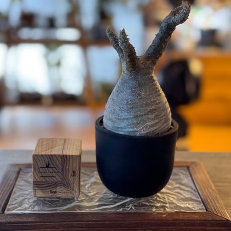 パキポディウムグラキリス | STORES