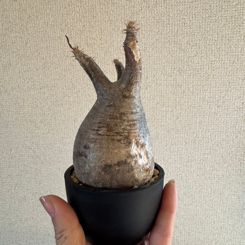 発根済 パキポディウムグラキリス | plants TORICO