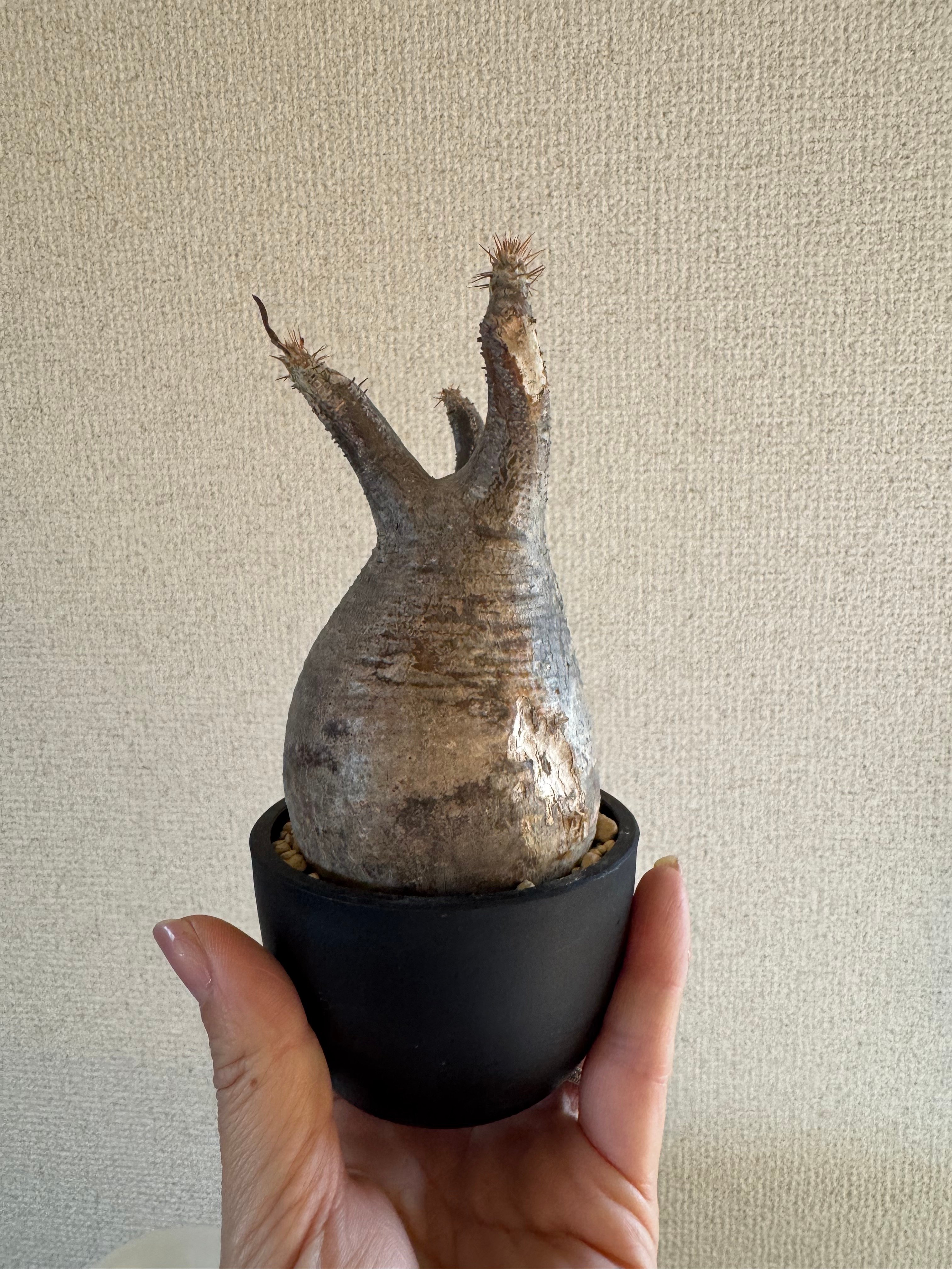 発根済 パキポディウムグラキリス | plants TORICO