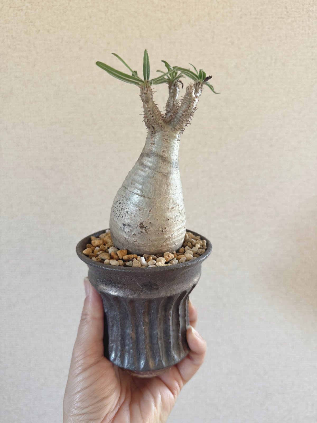 発根済 パキポディウムグラキリス | plants TORICO 発根済 パキポディウムグラキリス | plants TORICO