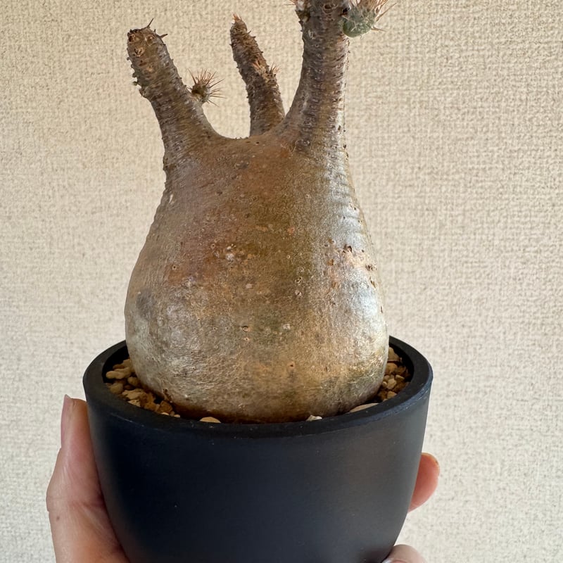 発根済 パキポディウムグラキリス | plants TORICO