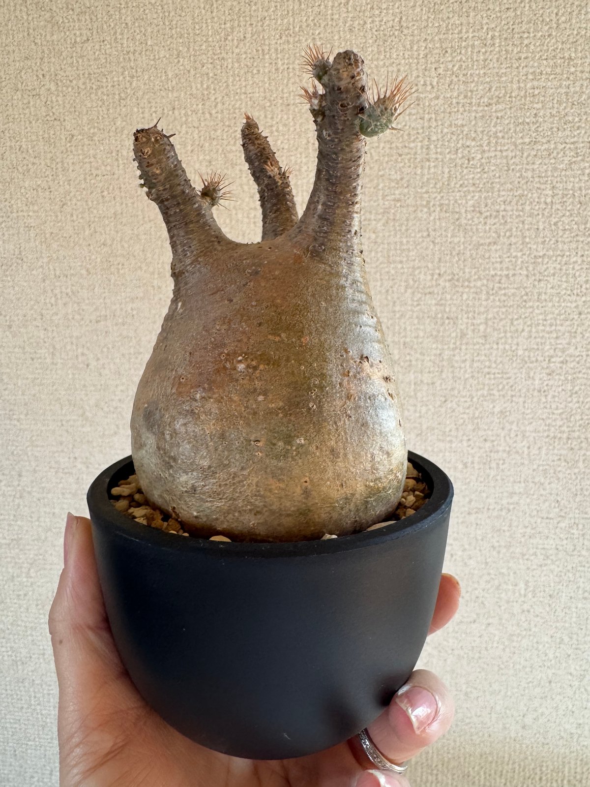 発根済 パキポディウムグラキリス | plants TORICO