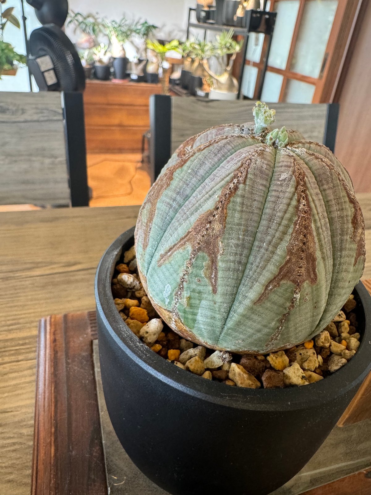 ユーフォルビアオベサ | plants TORICO