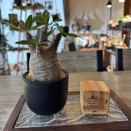STORES 植物の検索結果 STORES 植物の検索結果