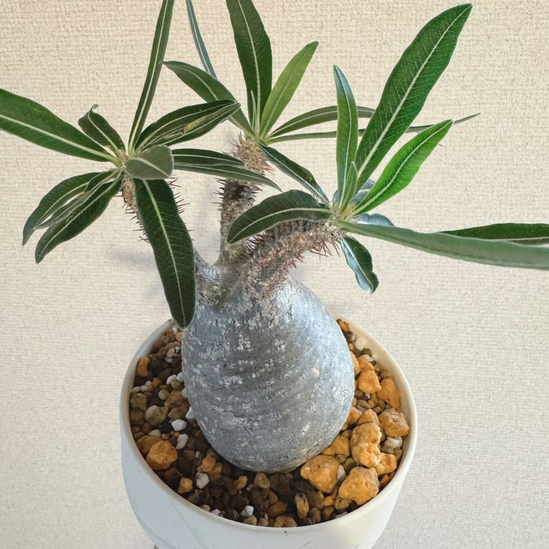 発根済 パキポディウムグラキリス | plants TORICO