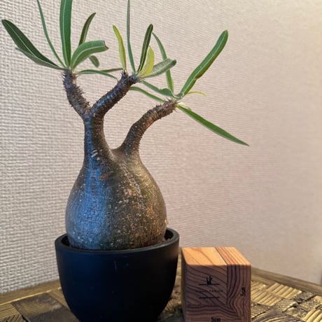 パキポディウムグラキリス | STORES