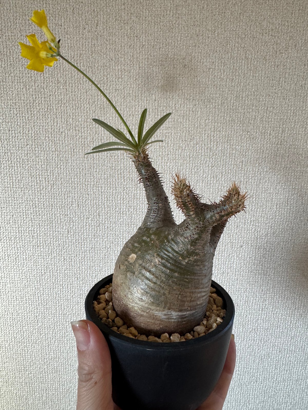 発根済 パキポディウムグラキリス | plants TORICO