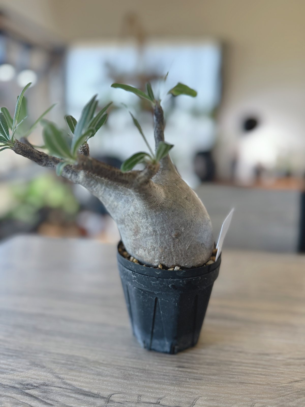 パキポディウム　グラキリス 多頭発根済み鉢植え（検 塊根植物　多肉植物　パキプス 𝙇𝙞𝙫𝙞𝙣𝙜 𝙬𝙞𝙩𝙝 𝘾𝙖𝙪𝙙𝙚𝙭 - 塊根植物専門店 【塊祭