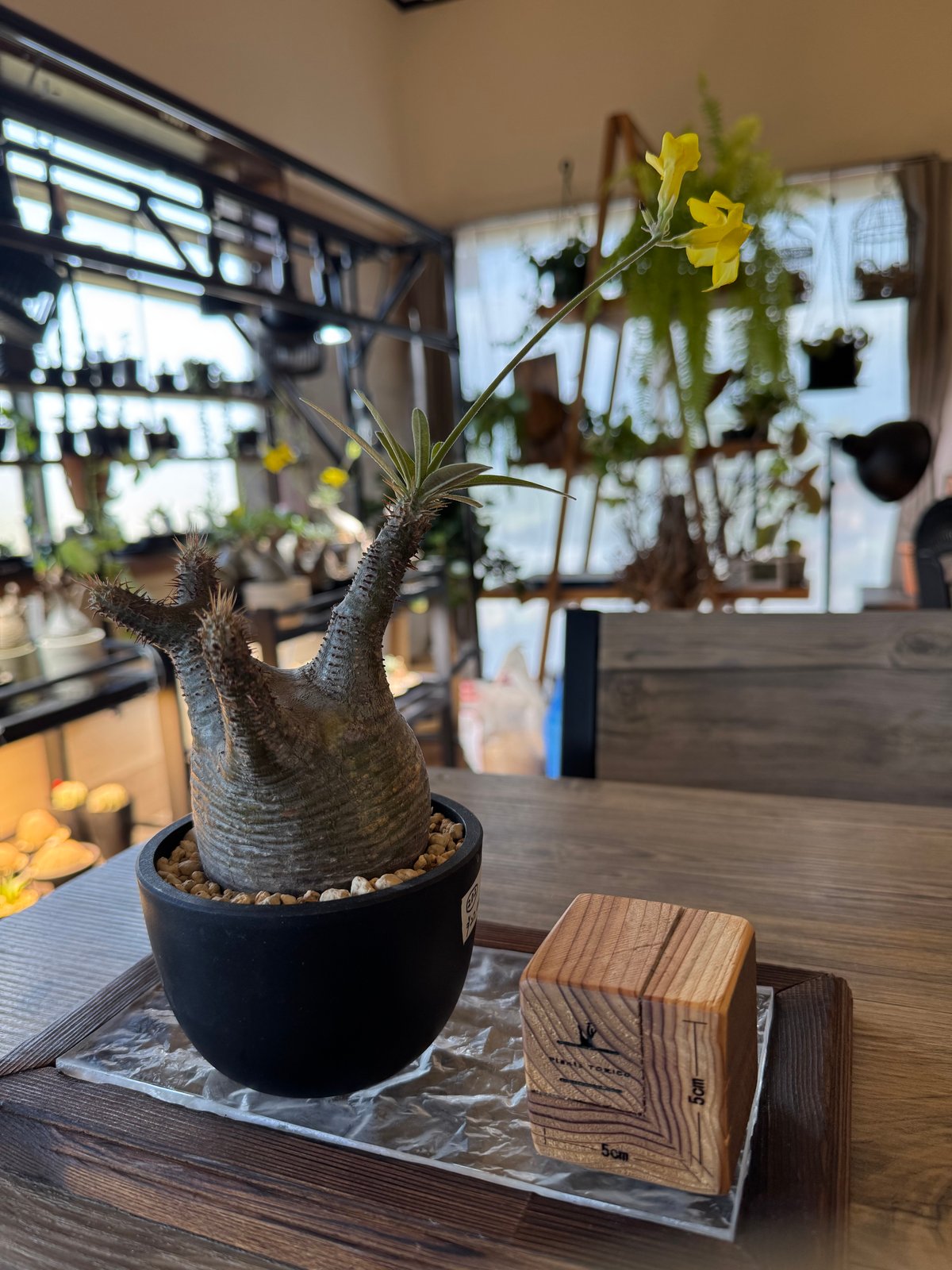 発根済 パキポディウムグラキリス | plants TORICO