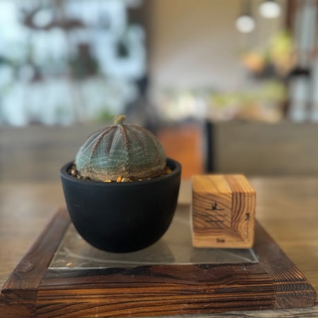 なお　【ユーフォルビア・オベサ × 作家鉢 セット】　木質化 EU輸入 ユーフォルビア オベサ MO-06 × 