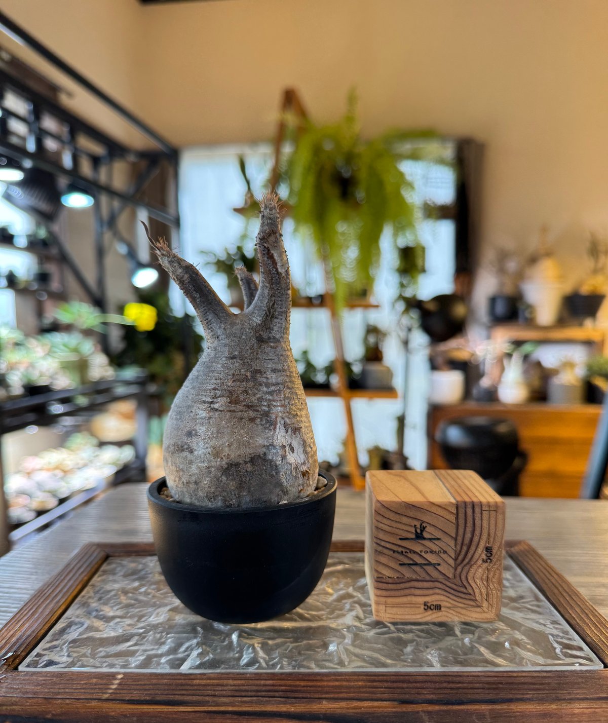 発根済 パキポディウムグラキリス | plants TORICO