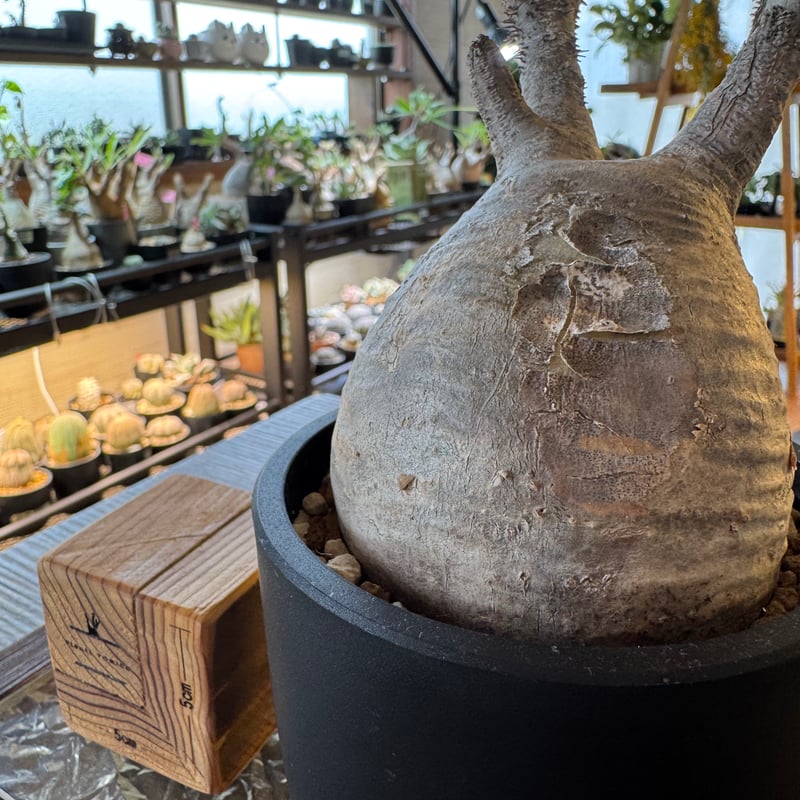 発根済 パキポディウムグラキリス | plants TORICO