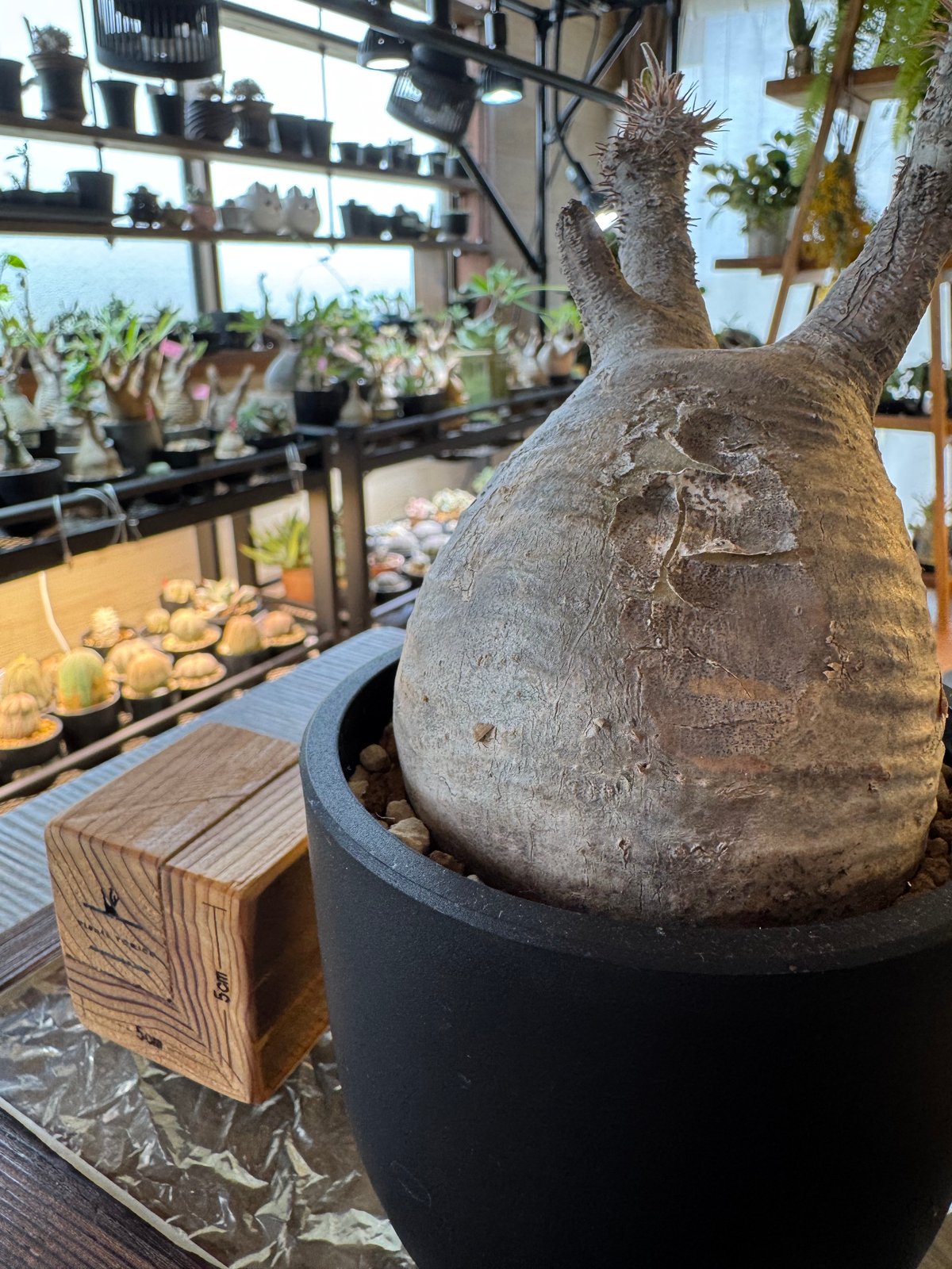 発根済 パキポディウムグラキリス | plants TORICO