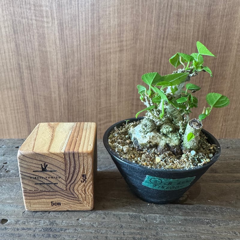 オオハマボウ 手乗りサイズ | plants TORICO