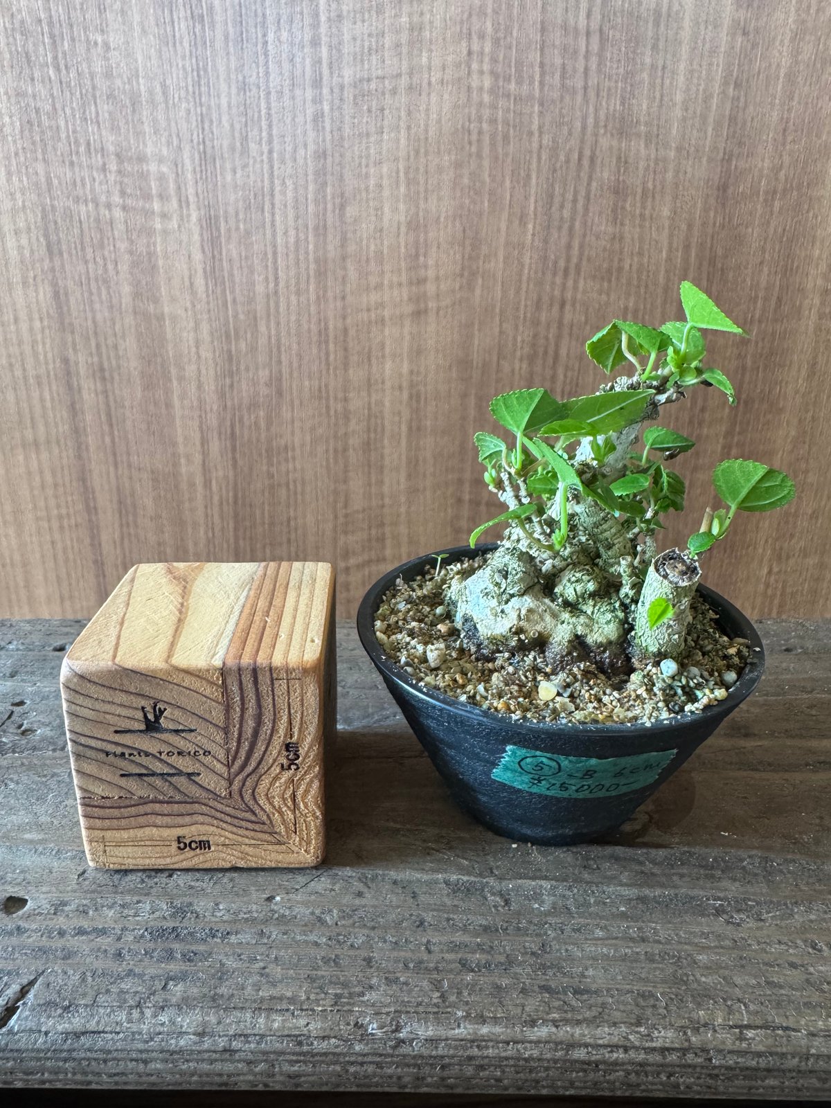 オオハマボウ単品 オオハマボウ 手乗りサイズ | plants TORICO