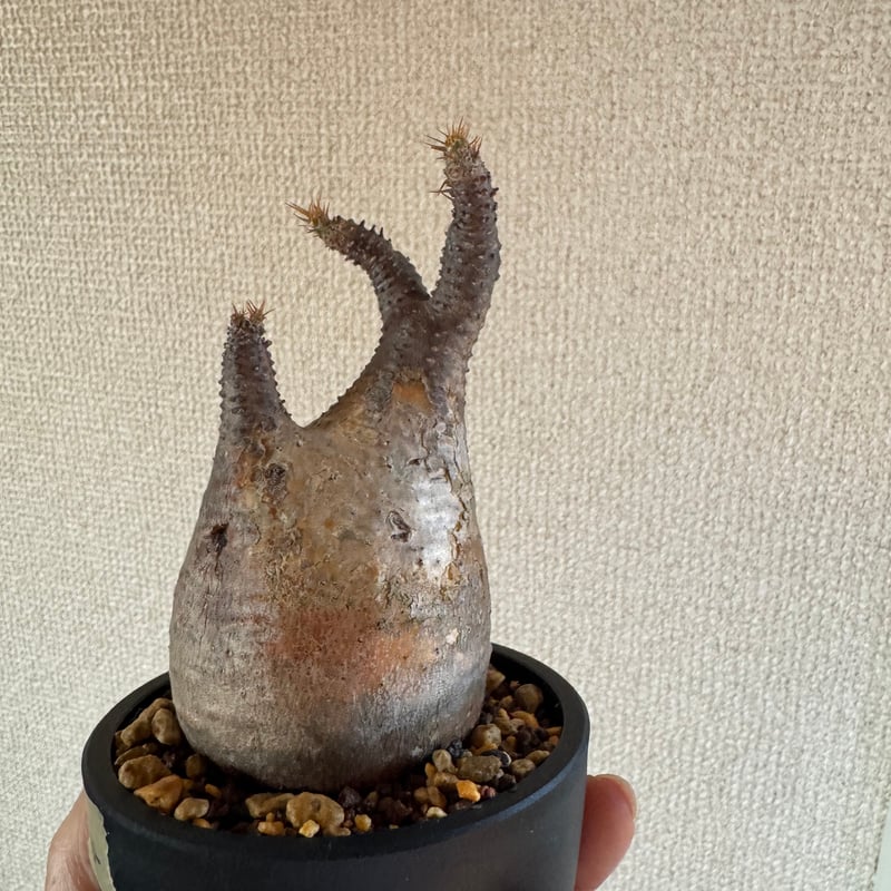 発根済 パキポディウムグラキリス | plants TORICO