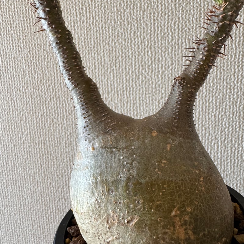 発根済 パキポディウムグラキリス | plants TORICO