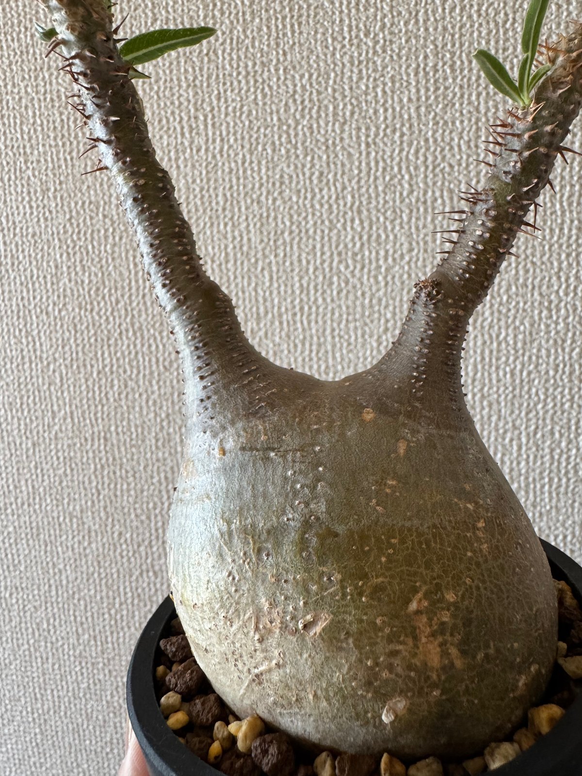 発根済 パキポディウムグラキリス | plants TORICO