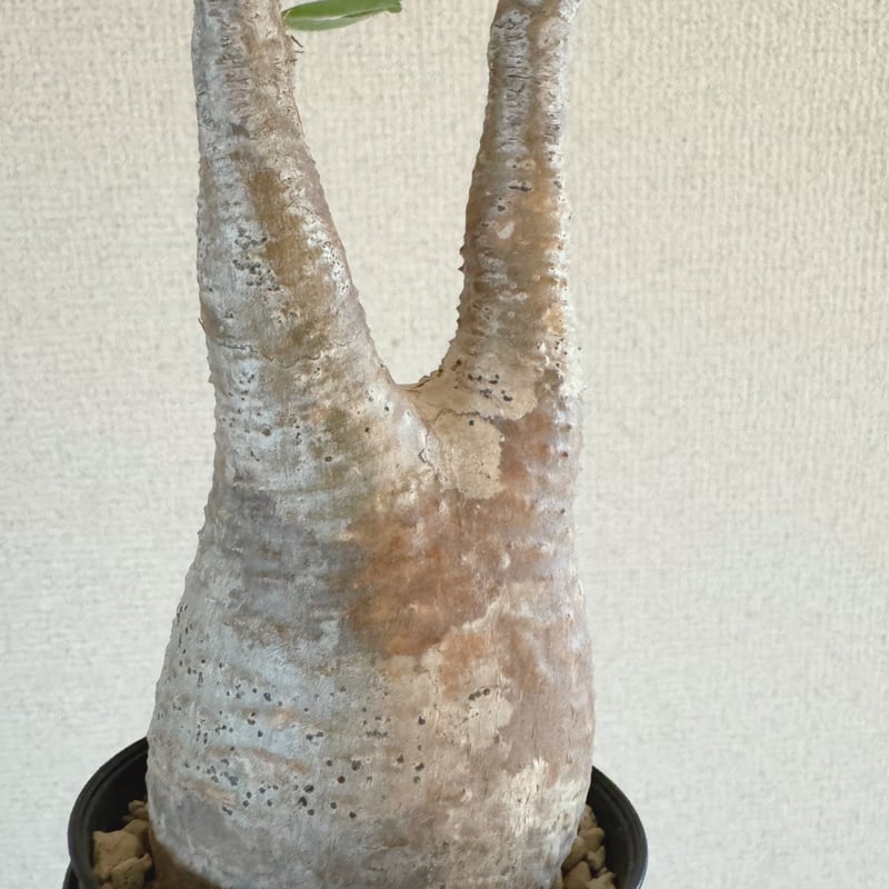 発根済 パキポディウムグラキリス | plants TORICO