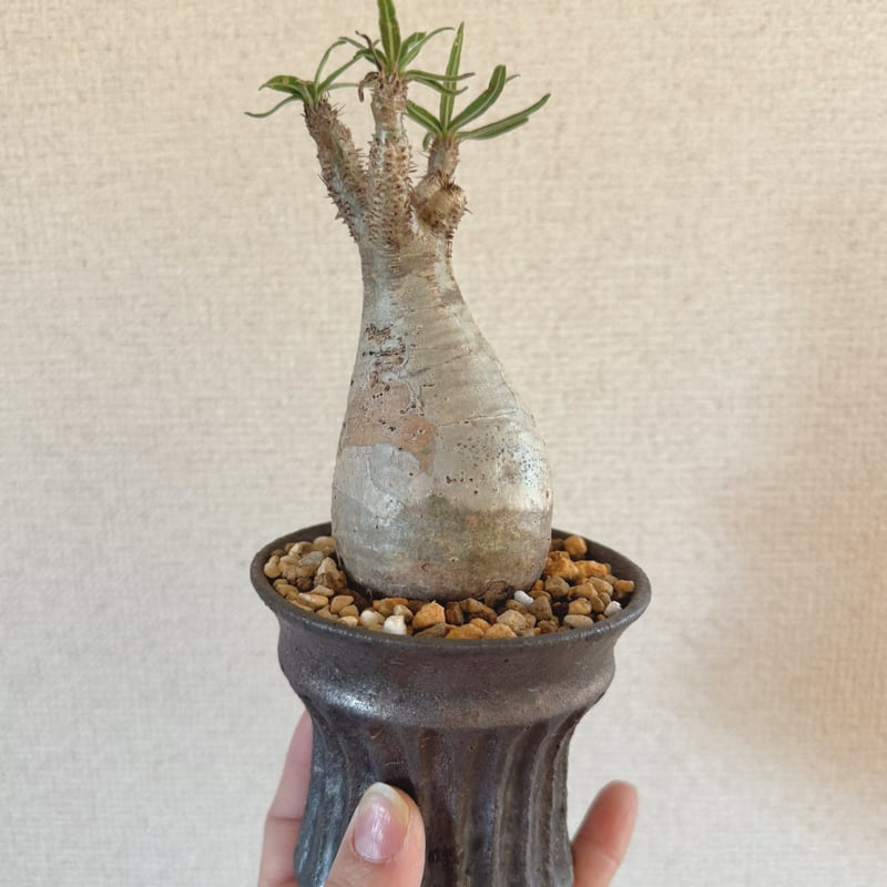 発根済 パキポディウムグラキリス | plants TORICO 発根済 パキポディウムグラキリス | plants TORICO